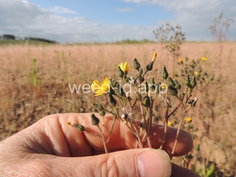 hawkweed, yellow